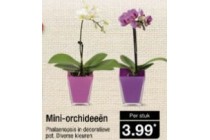 mini orchide en euml en