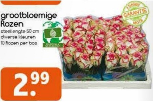 grootbloemige rozen
