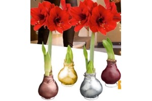 amaryllis touch of gloss