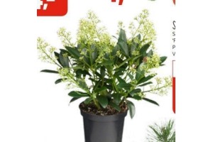 skimmia