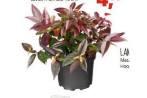 leucothoe