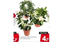 jasmin stephanotis of gardenia