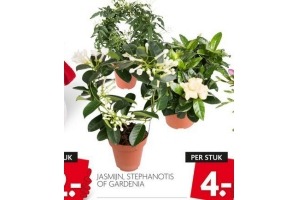 jasmin stephanotis of gardenia