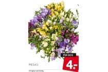 fresia s