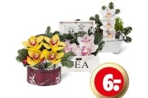orchidee kerststukje