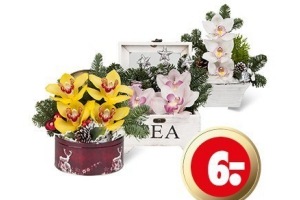 orchidee kerststukje