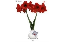 amaryllis kolibri mini rood bloeiend