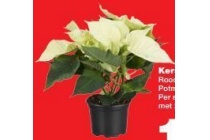 kerstster