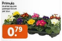 primula voor en euro 0 79