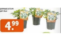 helleborus voor en euro 4 99