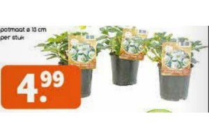 helleborus voor en euro 4 99