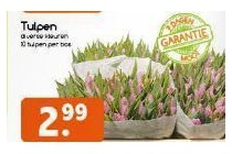 tulpen 10 stuks per bos voor en euro 2 99