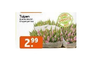 tulpen 10 stuks per bos voor en euro 2 99