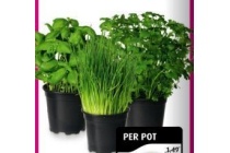 verse kruiden in pot