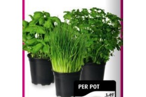 verse kruiden in pot