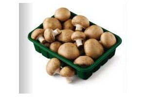 champignons oesterzwammen of kastanjechampignons
