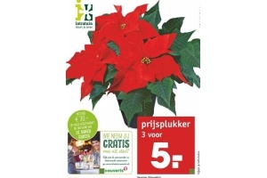 kerstster poinsettia