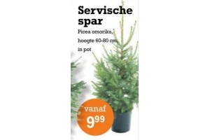 servische spar