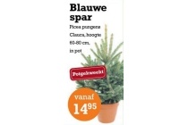 blauwe spar