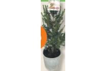 picea glauca conica