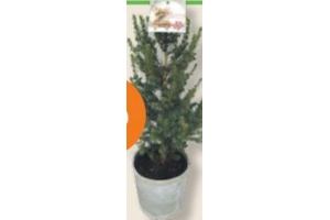 picea glauca conica