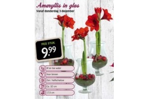 amaryllis in glas