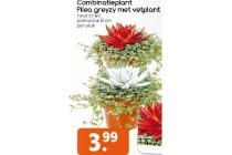 combinatieplant pilea greyzy met vetplant