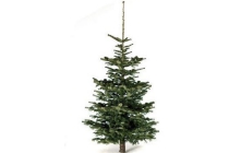 nordmann kerstbomen