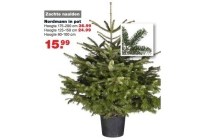 nordmann in pot