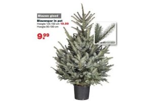 blauwspar in pot