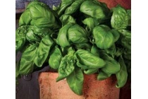 basilicum kruidenplant