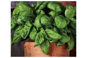 basilicum kruidenplant