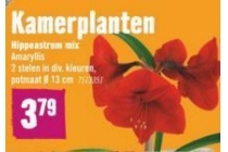 kamerplanten