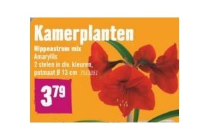 kamerplanten