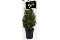 mini kerstboom met verlichting