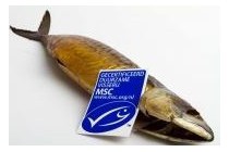 vis marine gerookte makreel 300g