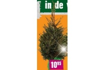 kerstboom picea omorika