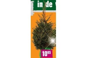 kerstboom picea omorika