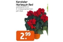 kerstster harlequin red