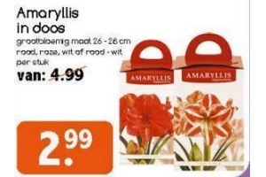 amaryllis in doos