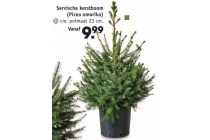 servische kerstboom picea omorika