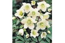 kerstroos helleborus