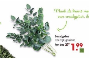 eucalyptus