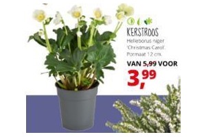 kerstroos