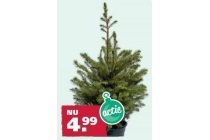 servische spar in pot picea omorika