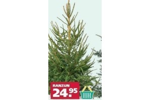 fijnspar picea abies