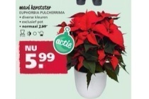 maxi kerstster