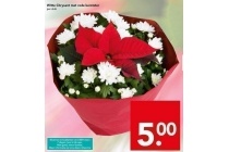 witte chrysant met rode kerstster