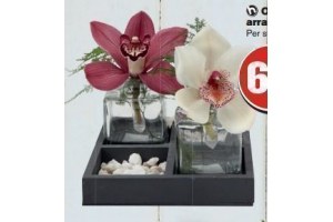 orchidee arrangement