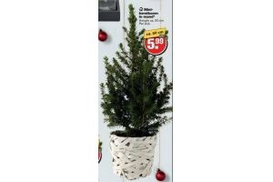 mini kerstboom in mand